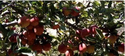 आउन थाले बजारमा मुस्ताङका स्याउ